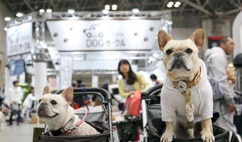 寵物產(chǎn)品展覽 一站式備齊展覽服務(wù)，為您的寵物生活添彩